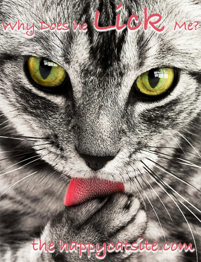 Why Do Cats Lick You? The Happy Cat Site