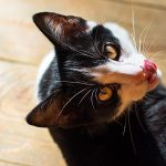Why Do Cats Lick You? Letting you know why kitten licking occurs, the reasons cats lick you and what it means
