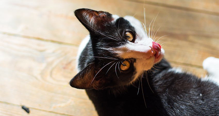 Why Do Cats Lick You? Letting you know why kitten licking occurs, the reasons cats lick you and what it means