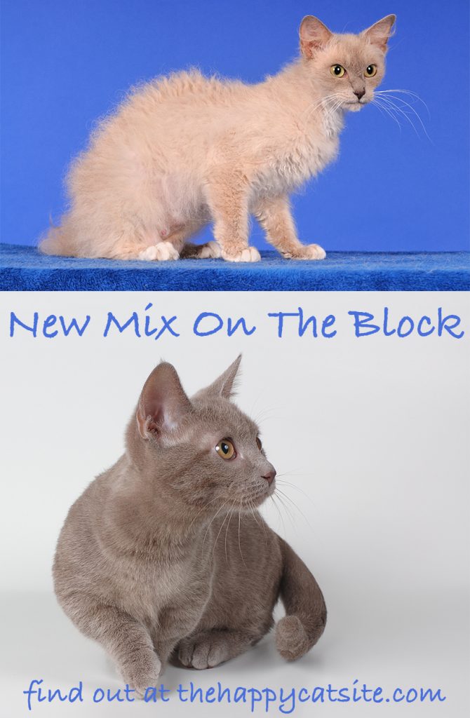 Skookum Cats A Complete Guide To A New Breed