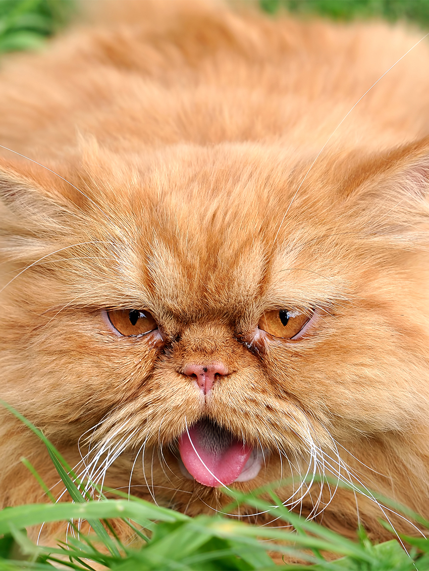 Persian cat tears are a sign of an eye problem