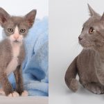 Skookum Cats are a Munchkin cat x LaPerm cat. A new rare mixed breed