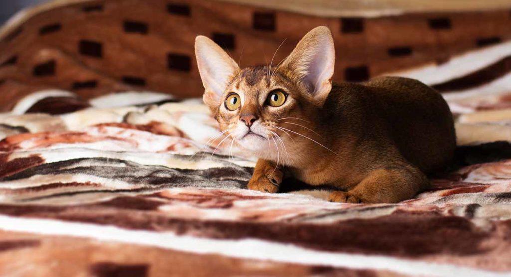 Do Abyssinian Cats Shed 