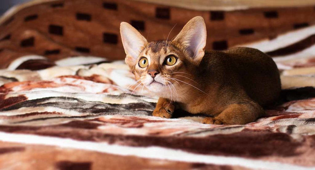 Do Abyssinian Cats Shed