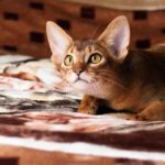abyssinian cat