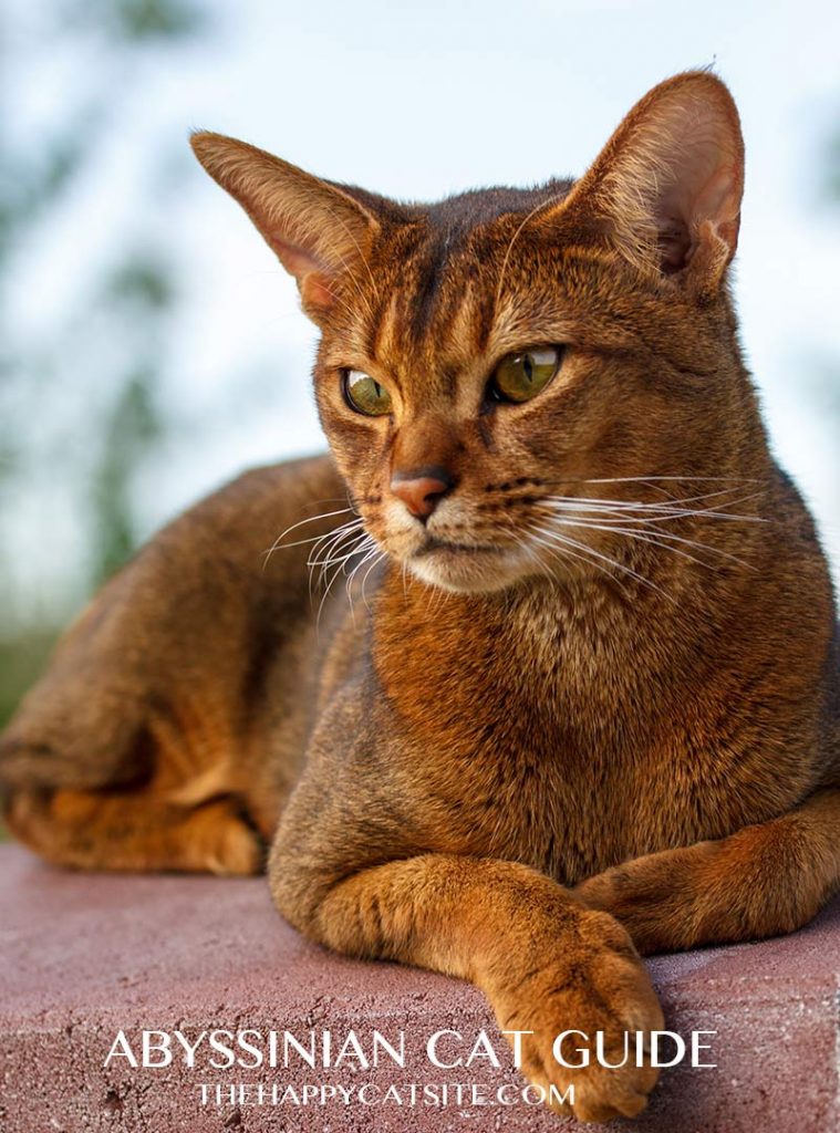 Abyssinian Cat Breed Information Center A Complete Breed Guide