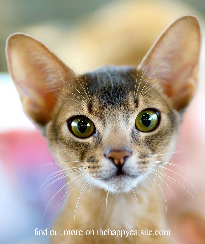 The Abyssinian cat personality is curious and sociable