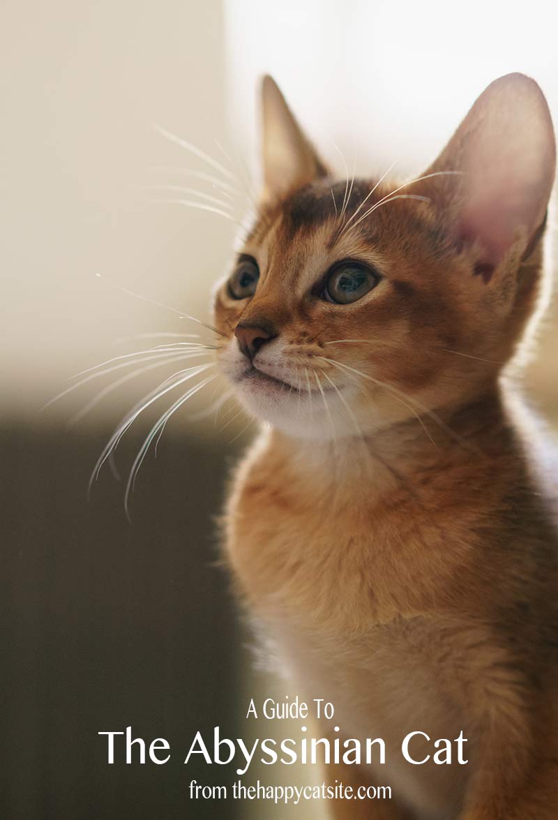 Abyssinian Cat - Personality, Care and Health - The Happy Cat Site Abyssinian Cat - Personality, Care and Health - The Happy Cat Site