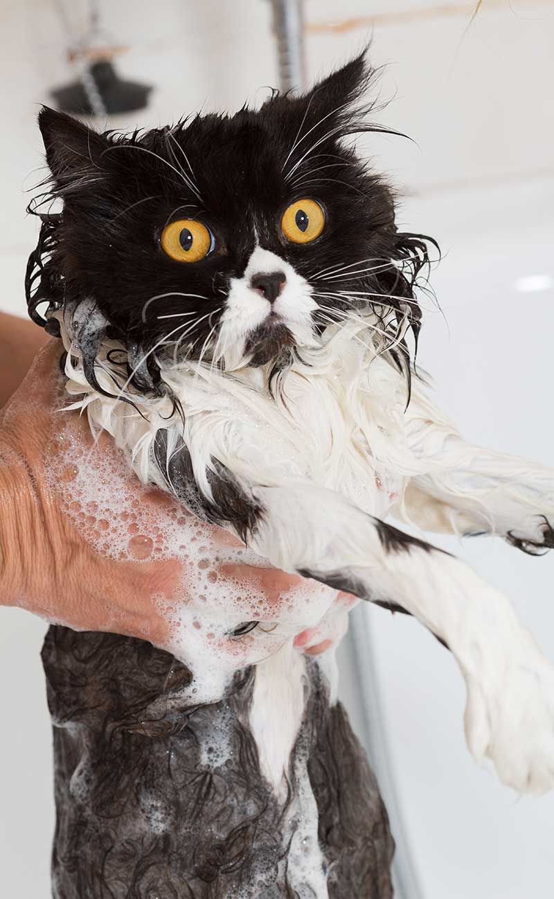 Not everyone is happy about cat bath time
