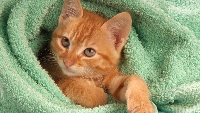 How to bathe a cat