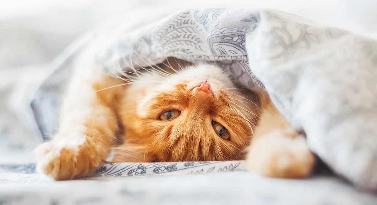 How to stop your cat peeing on bed covers and pillows