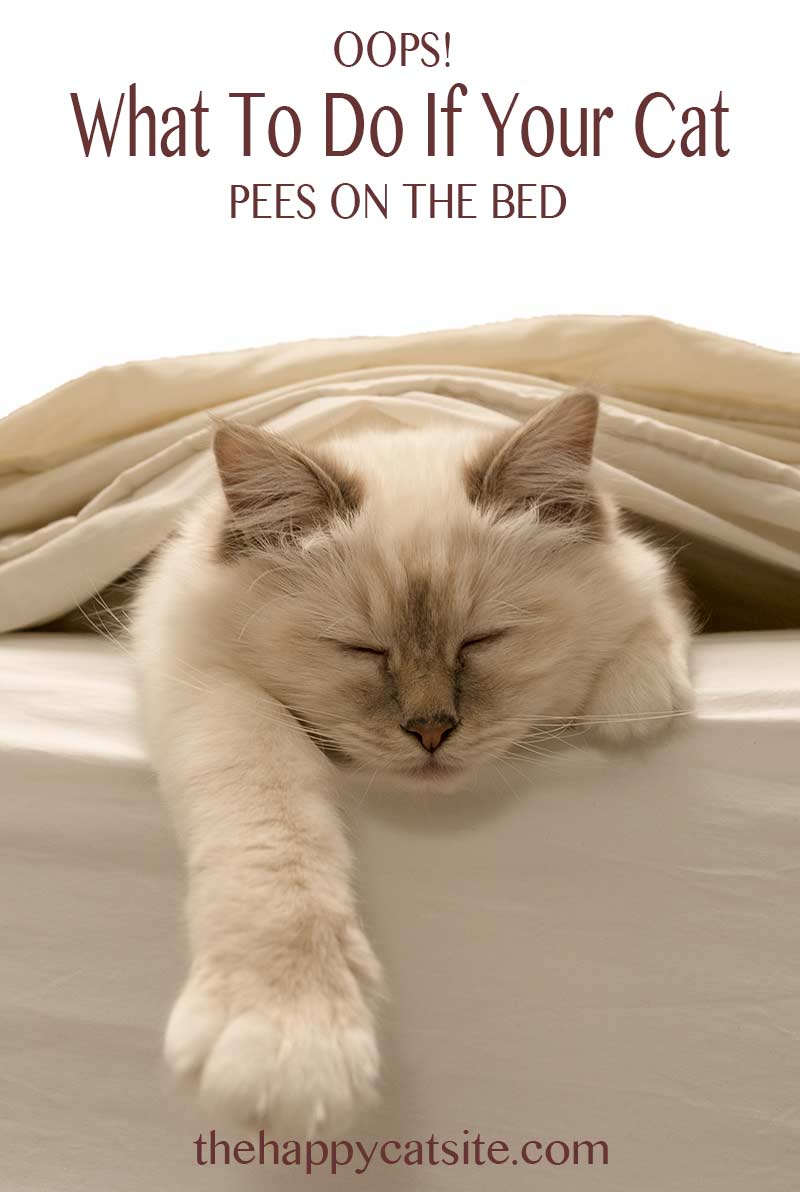 How to cope with a cat peeing on bed covers, quilts and throws