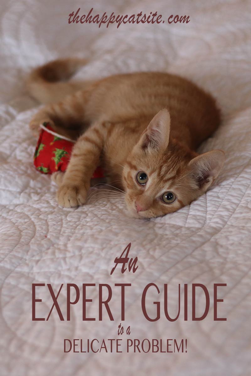 An expert guide to help stop your cat peeing on bed sheets and covers