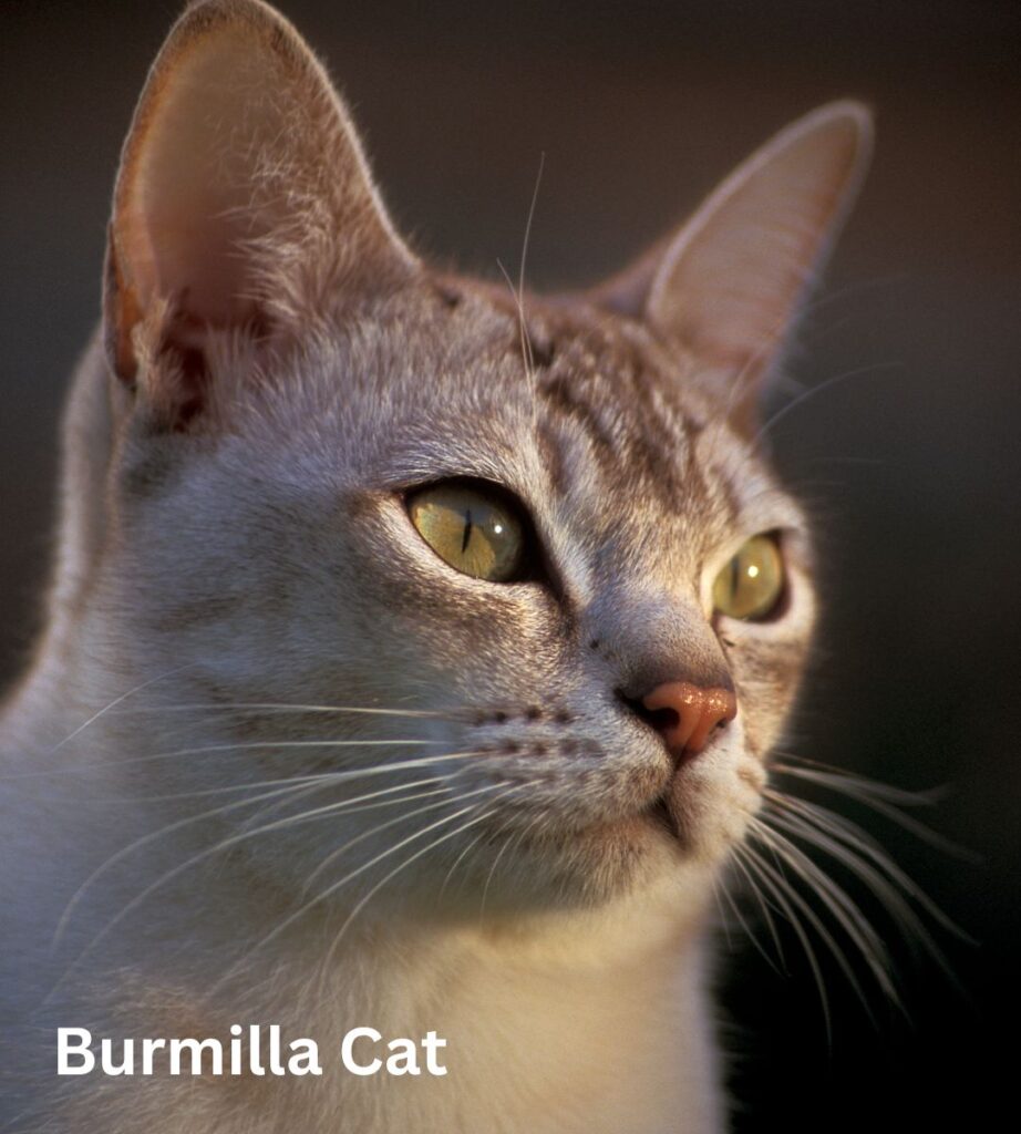 burmilla cat
