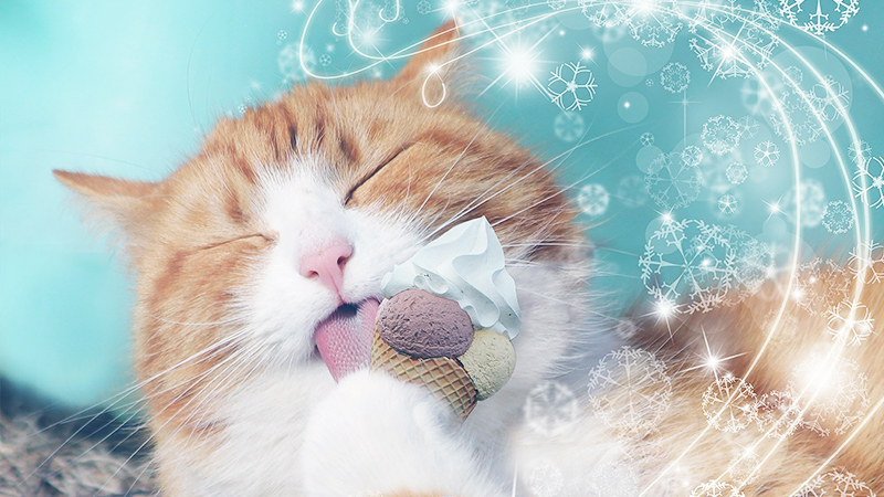 60 HQ Photos Can Cats Eat Mint Candy - The Human Foods That Cats Can Eat Without Any Problem