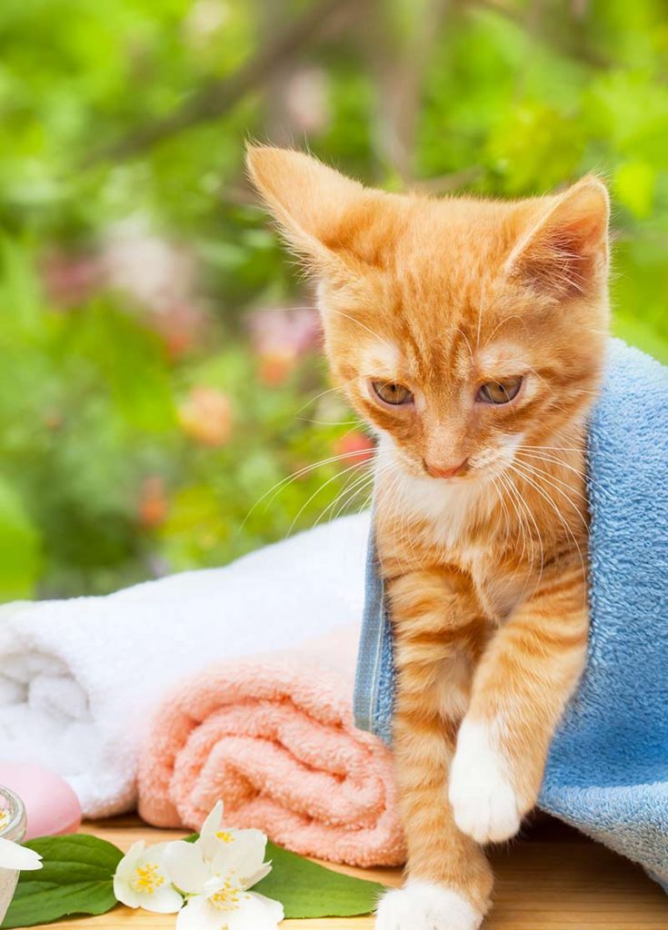 A Guide To How To Give A Cat A Bath by The Happy Cat Site