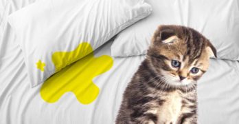 how do i get cat pee out of a mattress