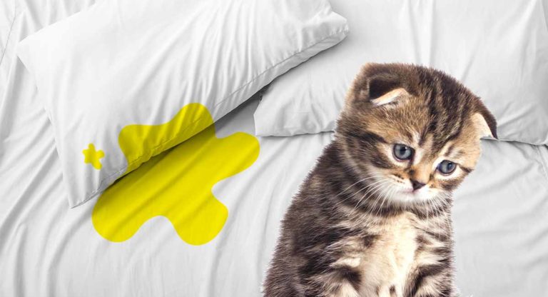cat peeing on bed