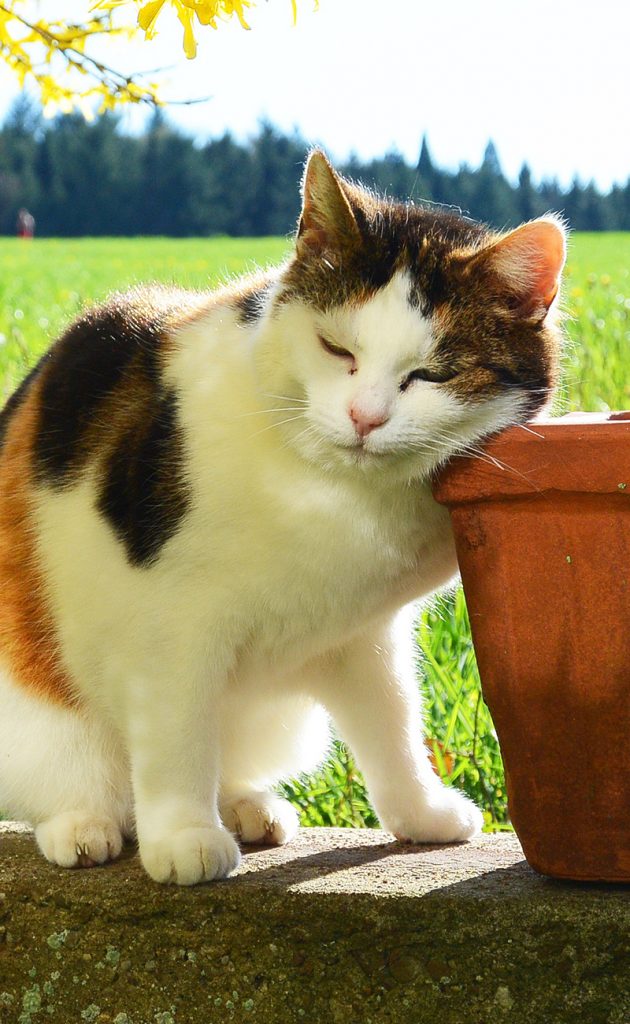 Head Pressing Cats - Looking at the difference between cat head pressing, cat head rubbing and cat head bumping. By an expert cat behaviorist.