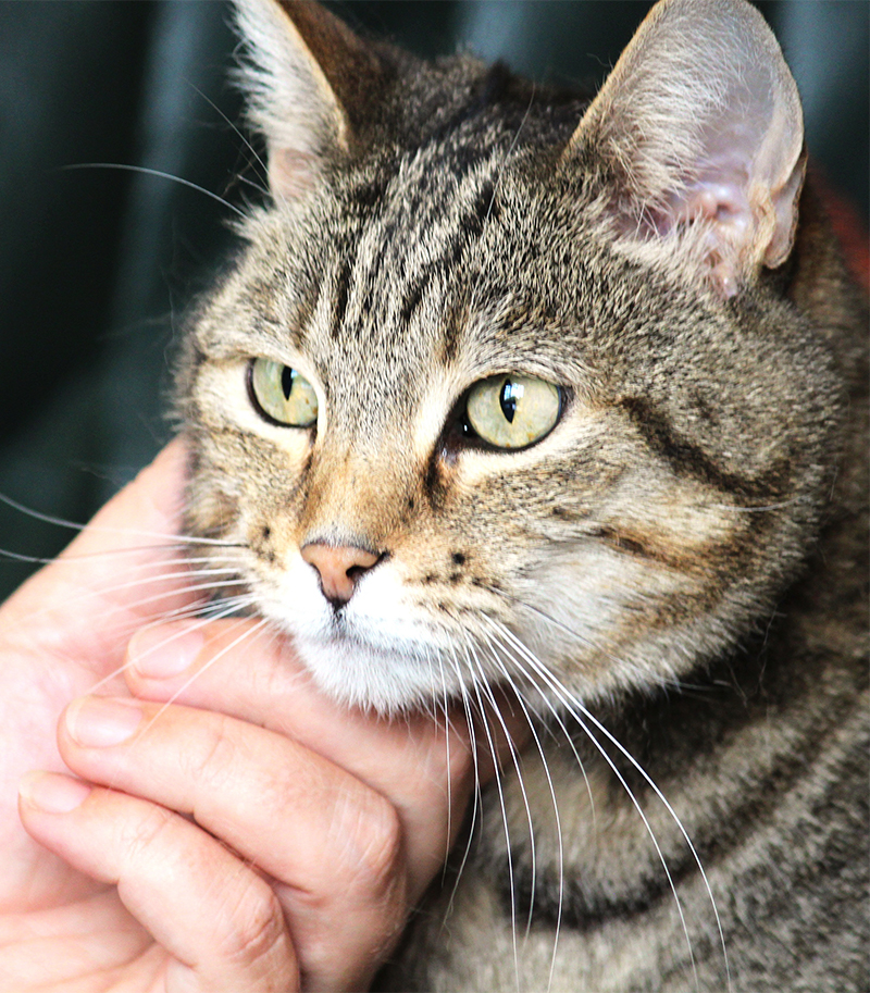 Head Pressing Cats - Looking at the difference between cat head pressing, cat head rubbing and cat head bumping. By an expert cat behaviorist.