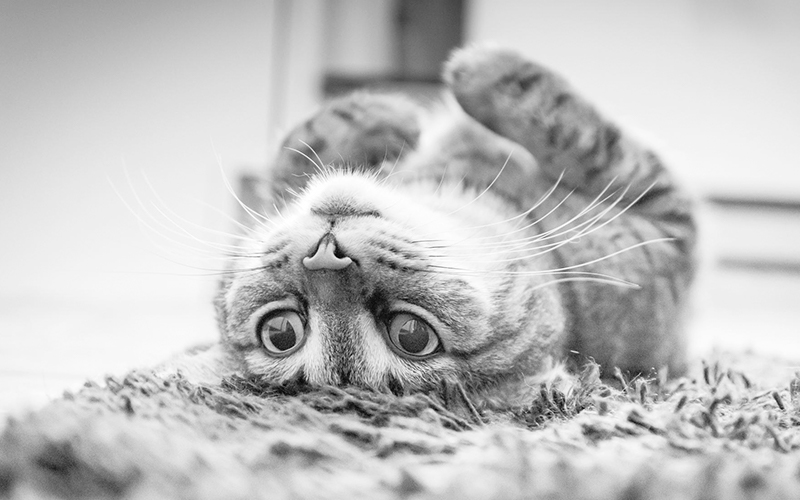 Head Pressing Cats - Looking at the difference between cat head pressing, cat head rubbing and cat head bumping. By an expert cat behaviorist. 