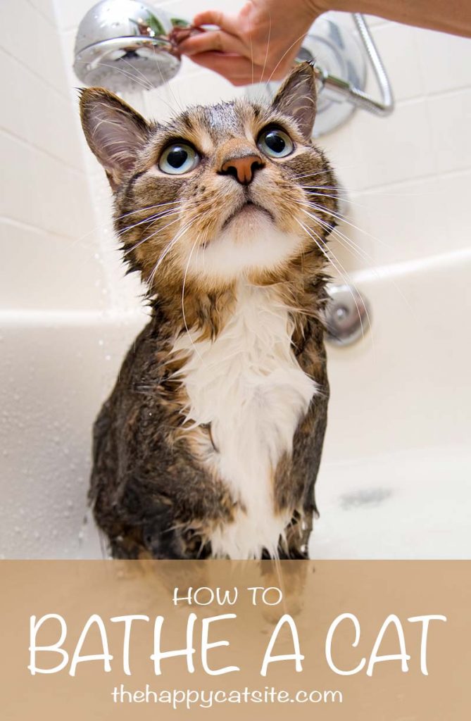 A Guide To How To Give A Cat A Bath by The Happy Cat Site
