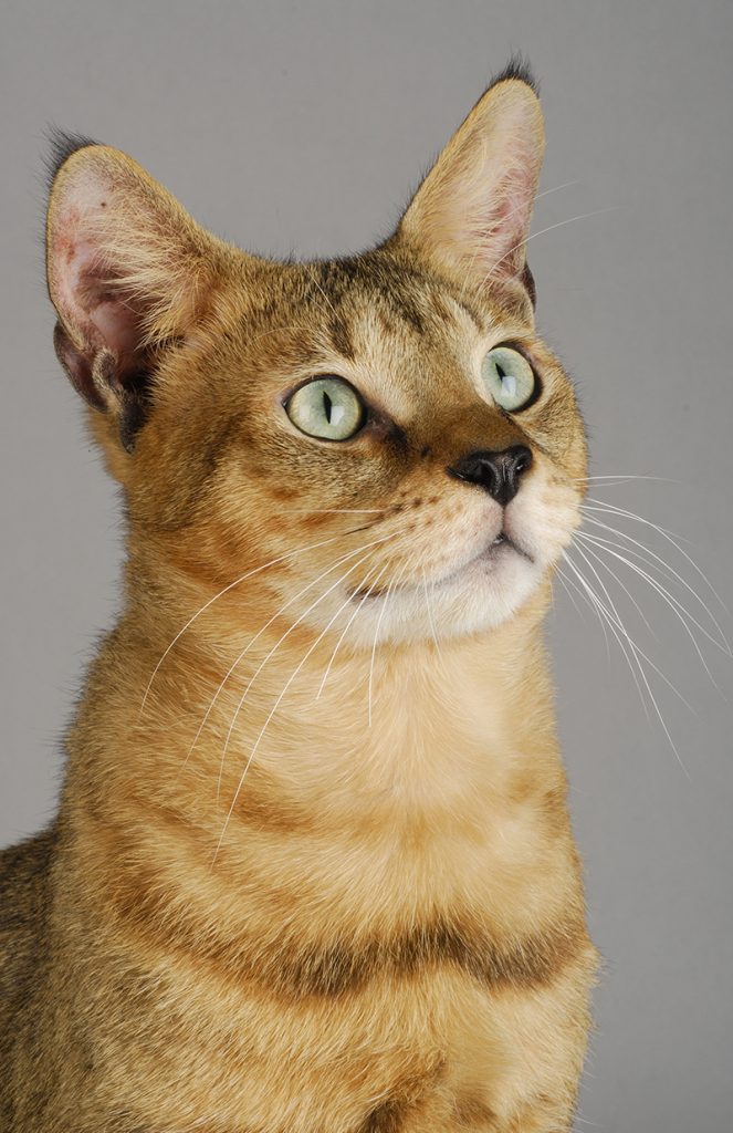The Chausie is an exotic cat breed