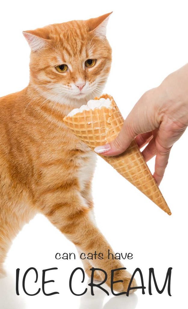 Can Cats Eat Ice Cream? A Guide by The Happy Cat Site