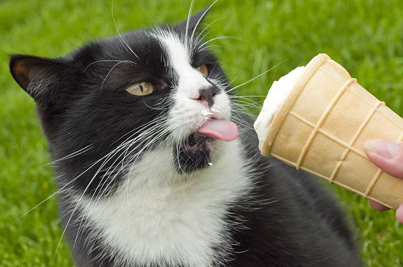 can cats have ice cream or is ice cream bad for cats