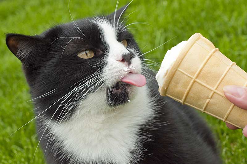 Can Cats  Eat Ice  Cream  A Guide by The Happy Cat  Site