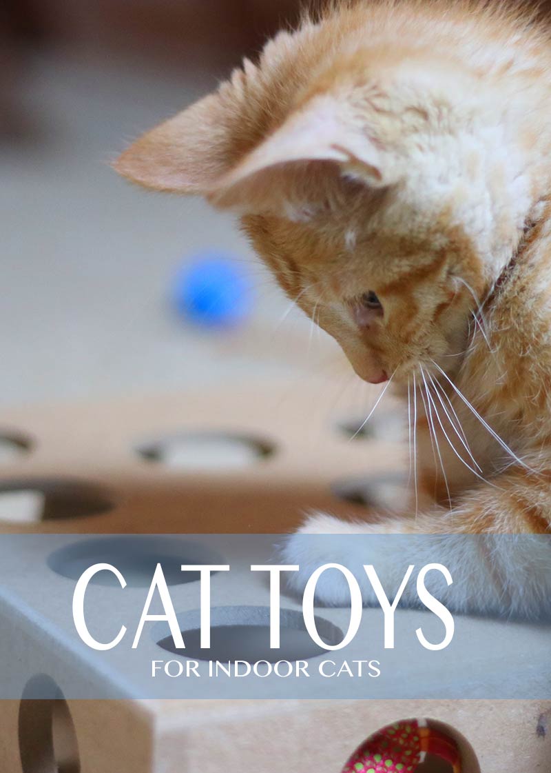 Cat toys for indoor cats 