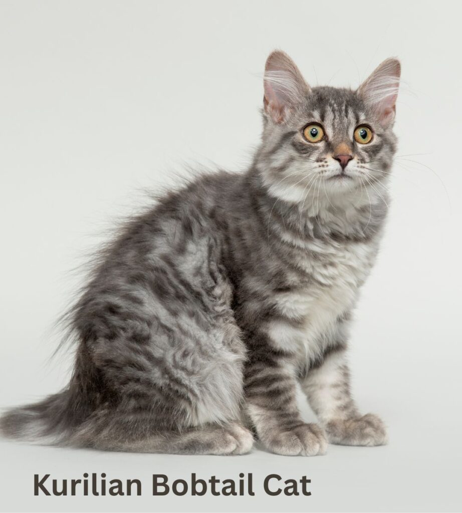 kurilian bobtail