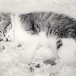 Manx syndrome and the manx cat breed