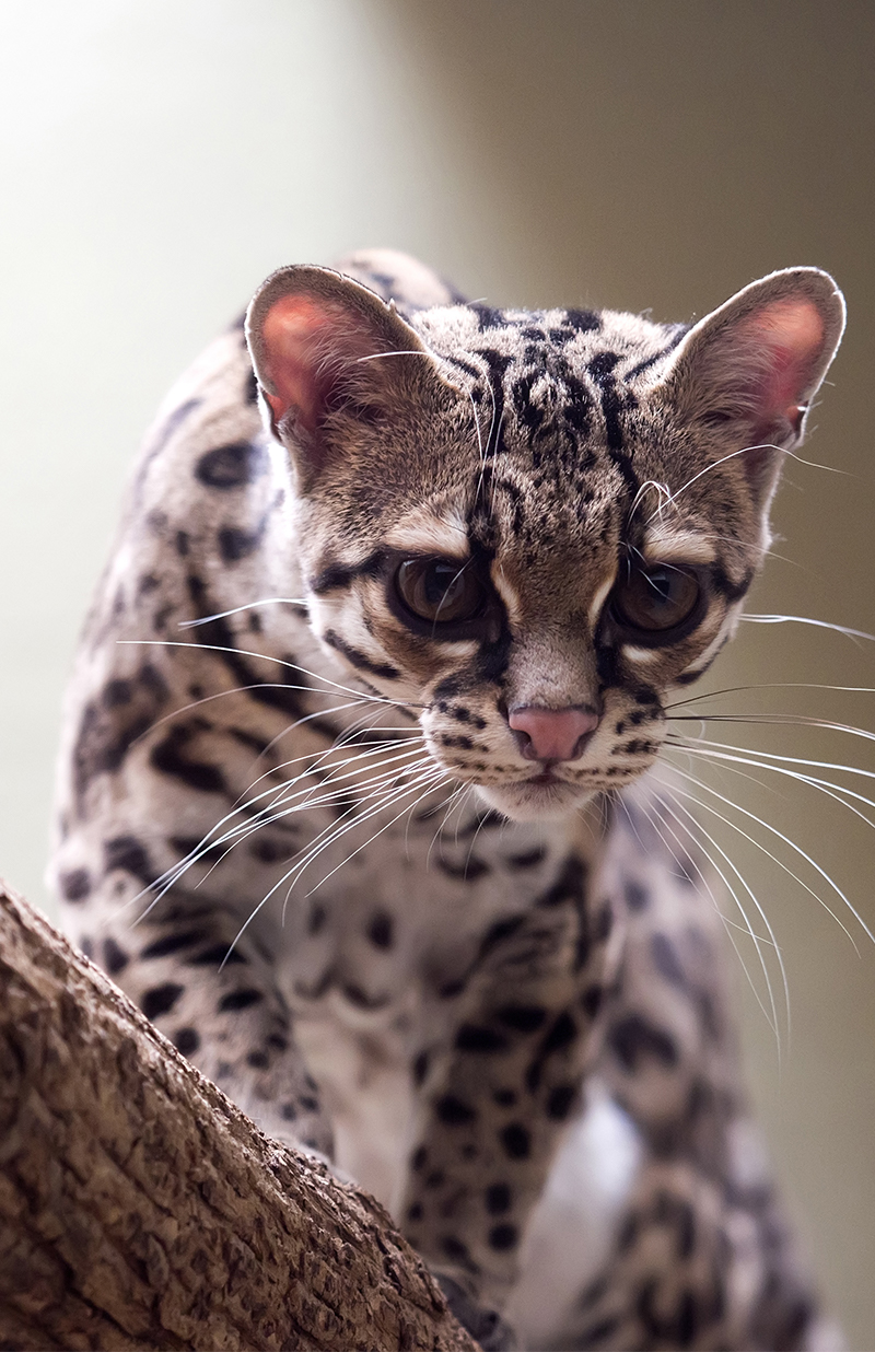 Exotic Cats The Happy Cat Site