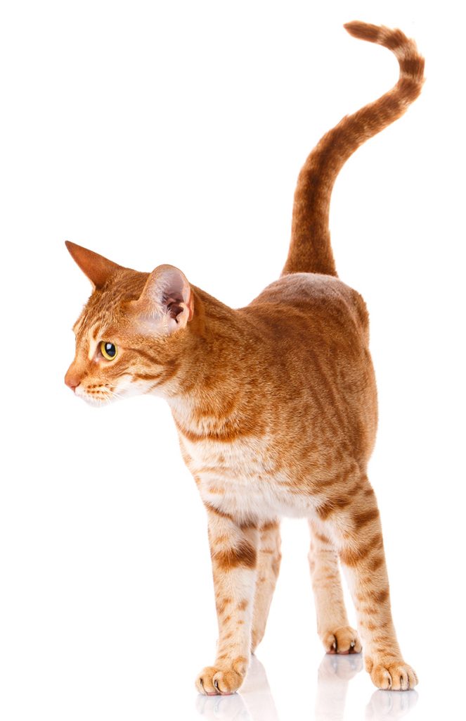 The Ocicat is an exotic cat breed