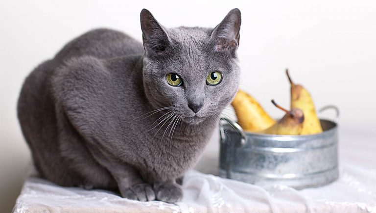 Can cats eat pears or play with them