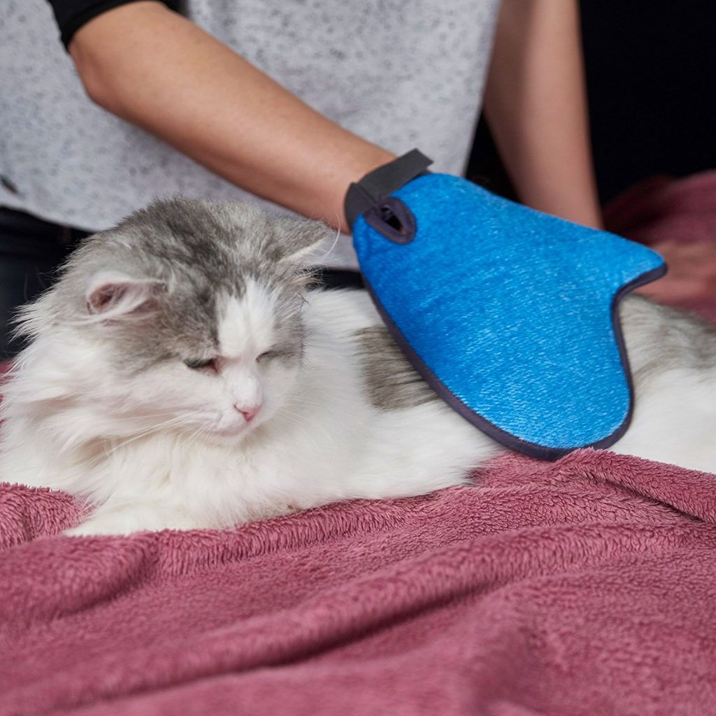 cat brushes for giving a cat a bath