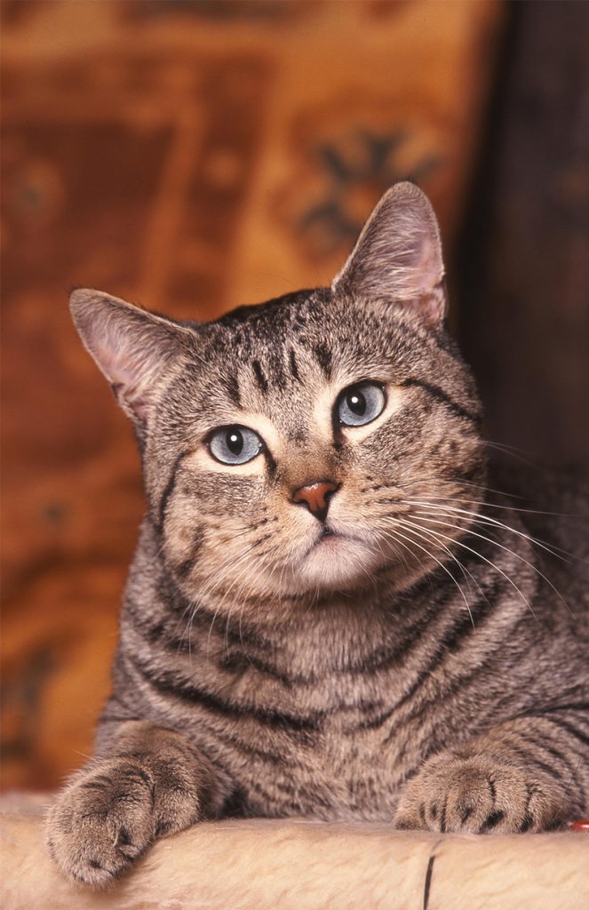 The Pixiebob is an exotic cat breed