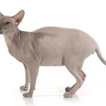 rare cat breeds