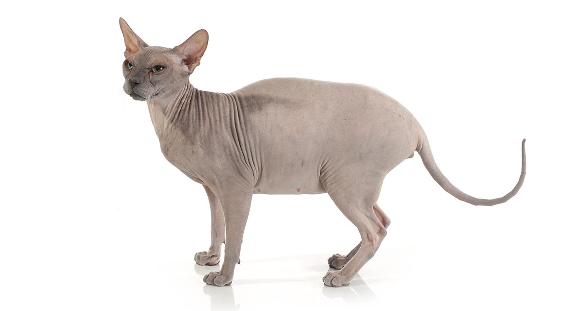 pharaoh cat breed