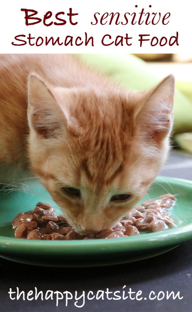 best wet food for cat with sensitive stomach