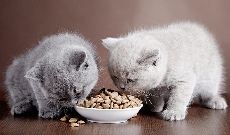 sensitive stomach cat food for your cute kitty
