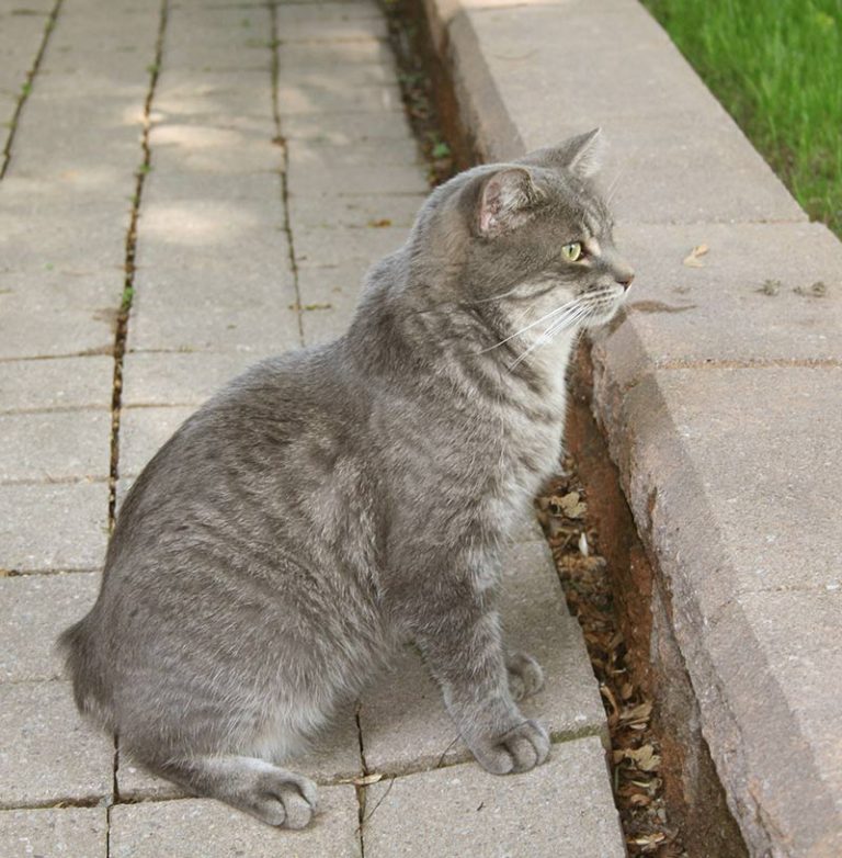 Manx Syndrome And The Fascinating Tailless Manx Cat The Happy Cat Site