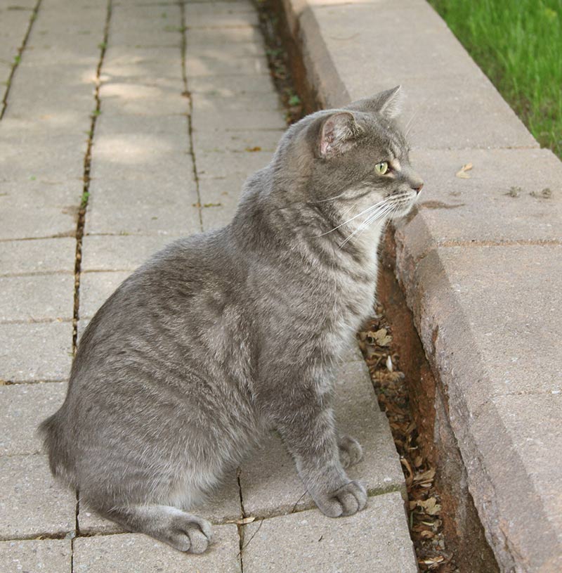 Grey tabby manx cat - interesting breed of tailless cats