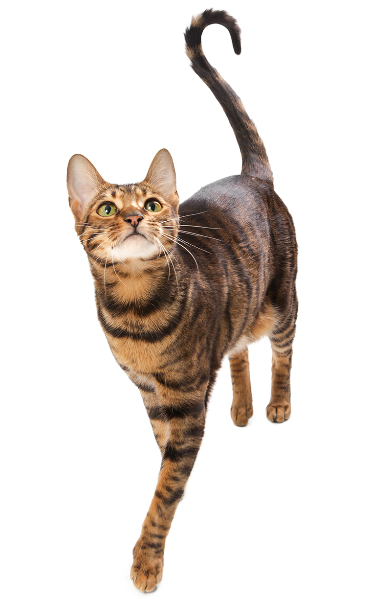 The Toyger is an exotic cat breed