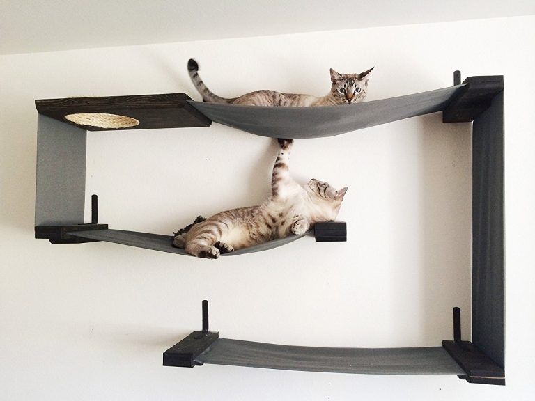 Helping You To Choose The Very Best Cat Tree With Hammock