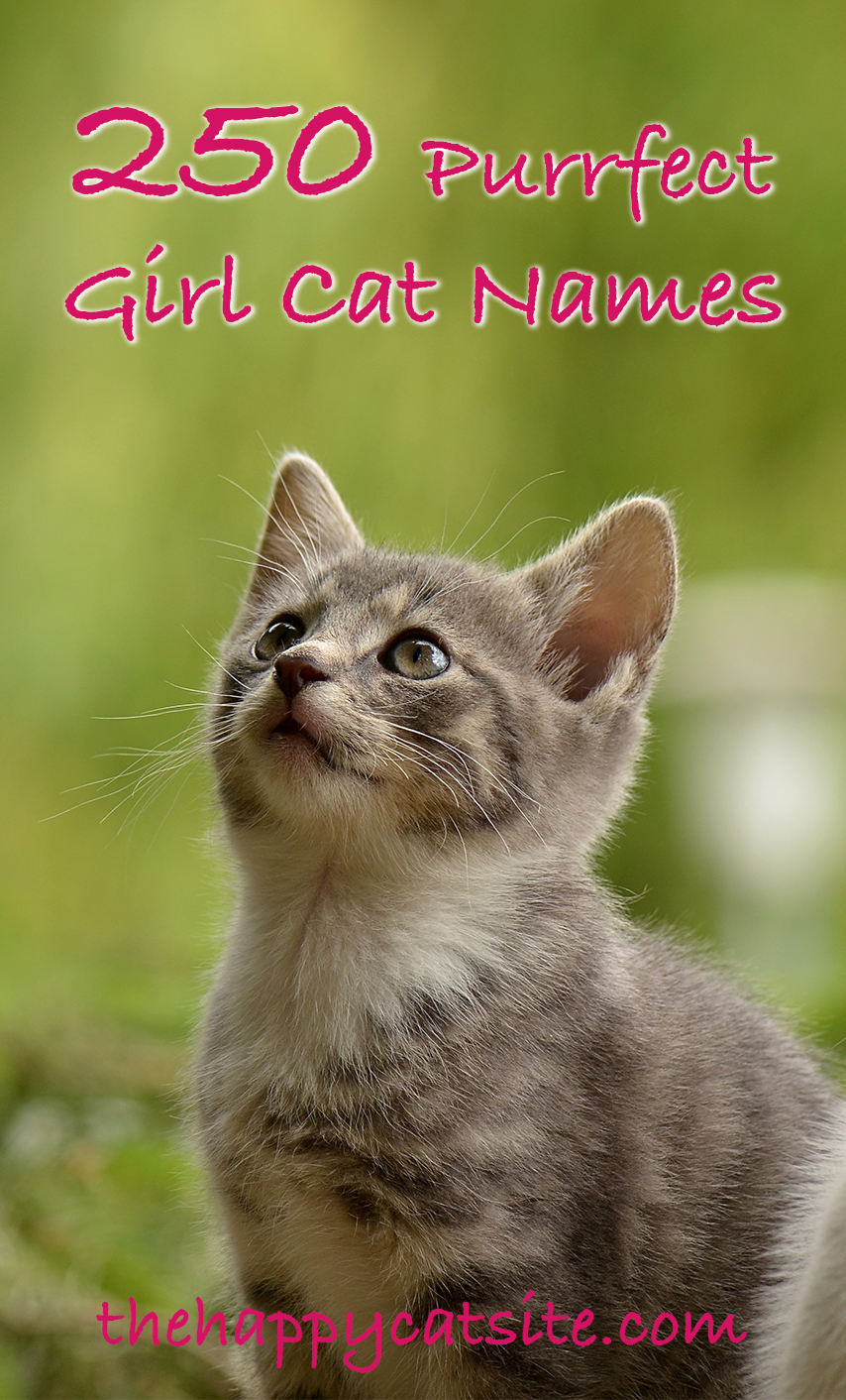 250 Amazing and Inspiring Ideas for Girl Cat Names. Female cat names for unique, cool, cute and strong girl cats. Lots of ideas for black, white, black and white, grey and even orange girl cat names too. 