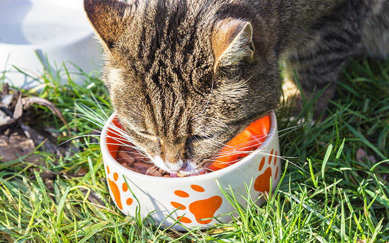 A Complete Guide To The Best Cheap Cat Food - Wet and Dry!