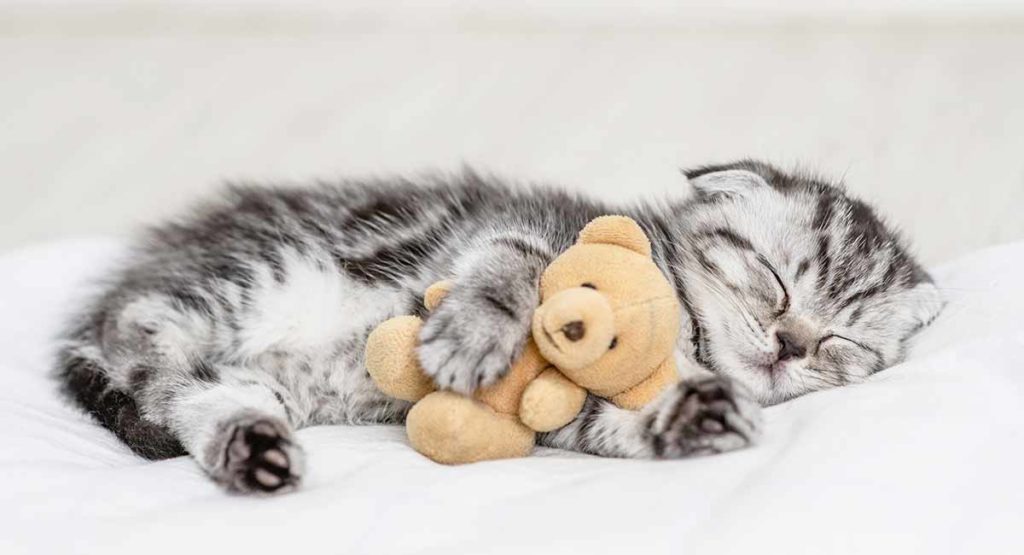 Best Kitten Toys For 2020 Top 10 Toys Chosen By A Kitten