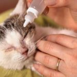 cat eye infection